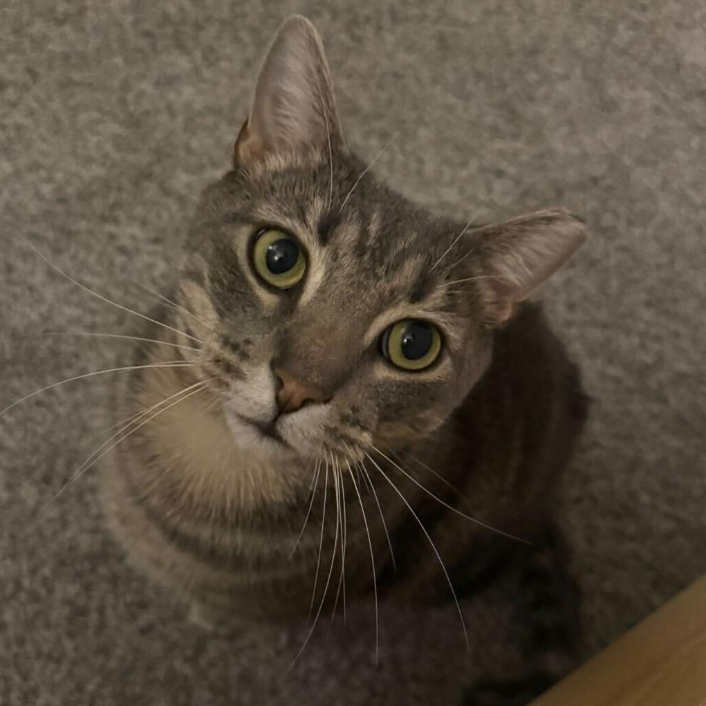 Enlarge Keppra, a Adoptable Domestic Short Hair in Newark, DE image 3/6