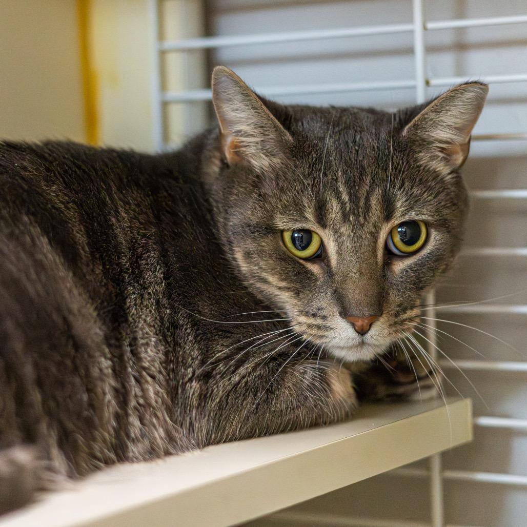 Enlarge Keppra, a Adoptable Domestic Short Hair in Newark, DE image 4/6
