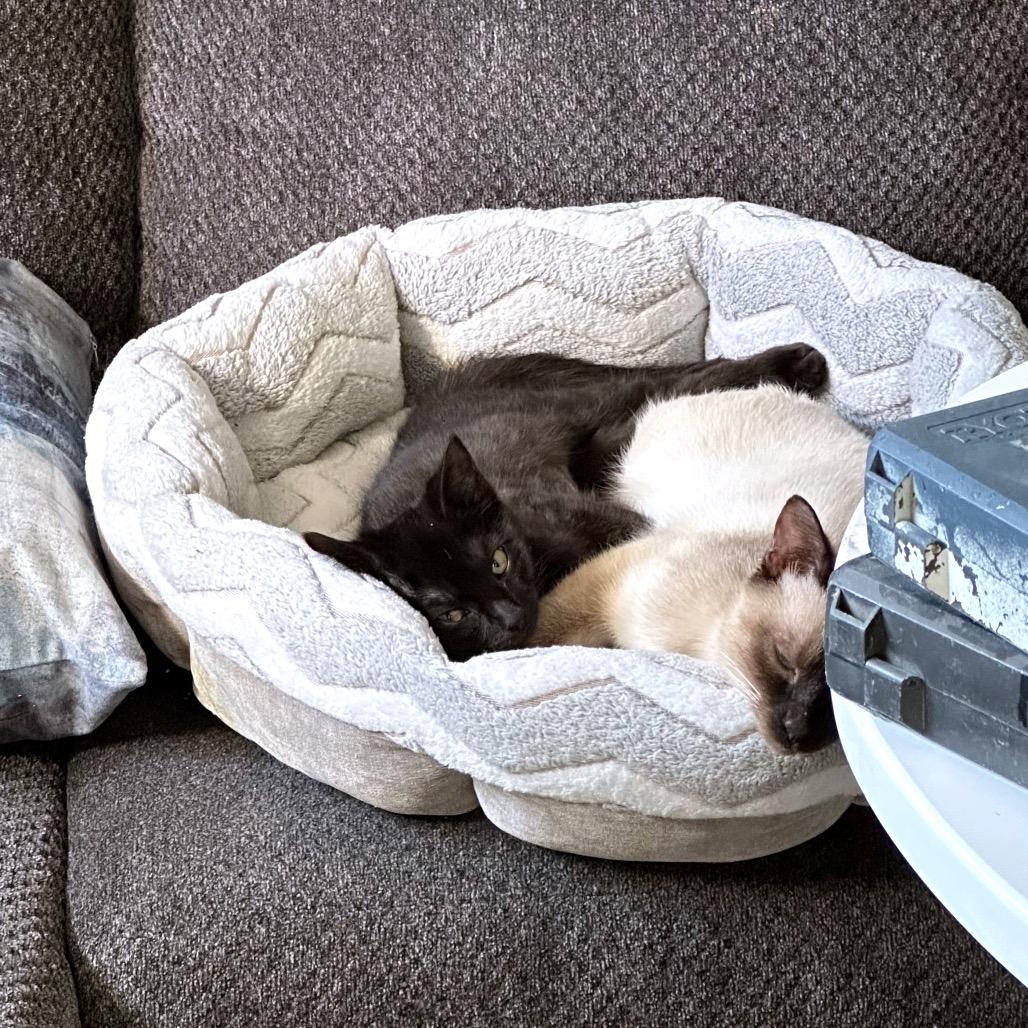 Coronado — thumbnail 2