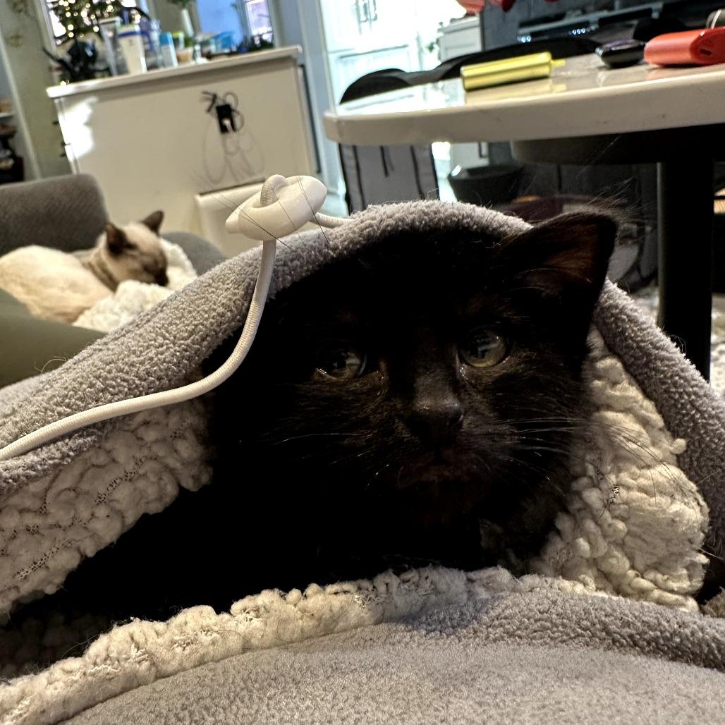 Coronado — thumbnail 3