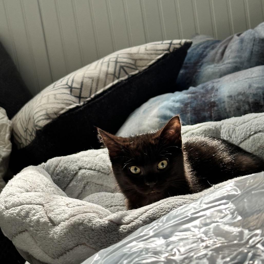 Coronado — thumbnail 4