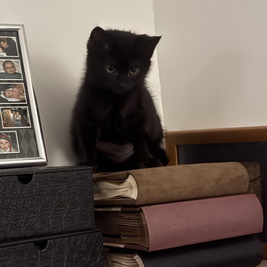 Coronado — thumbnail 5