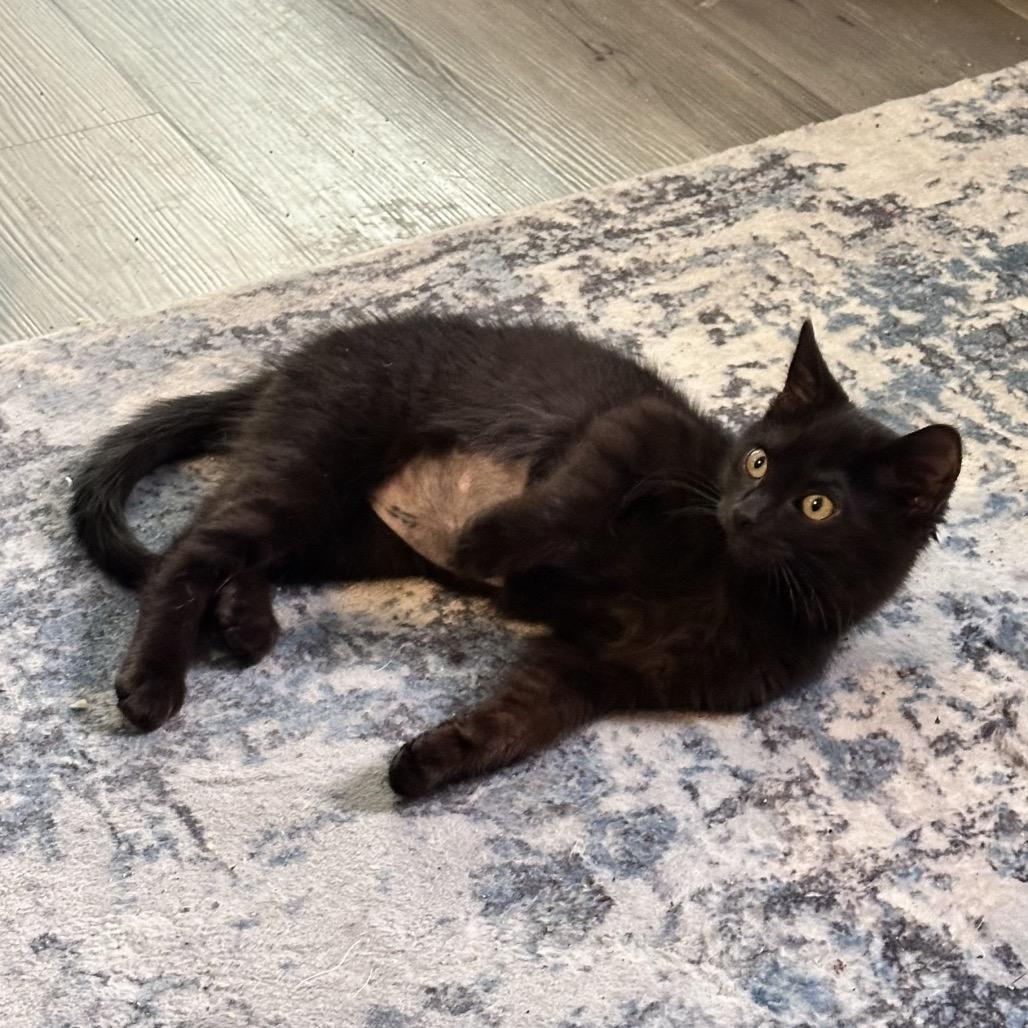 Coronado — thumbnail 6