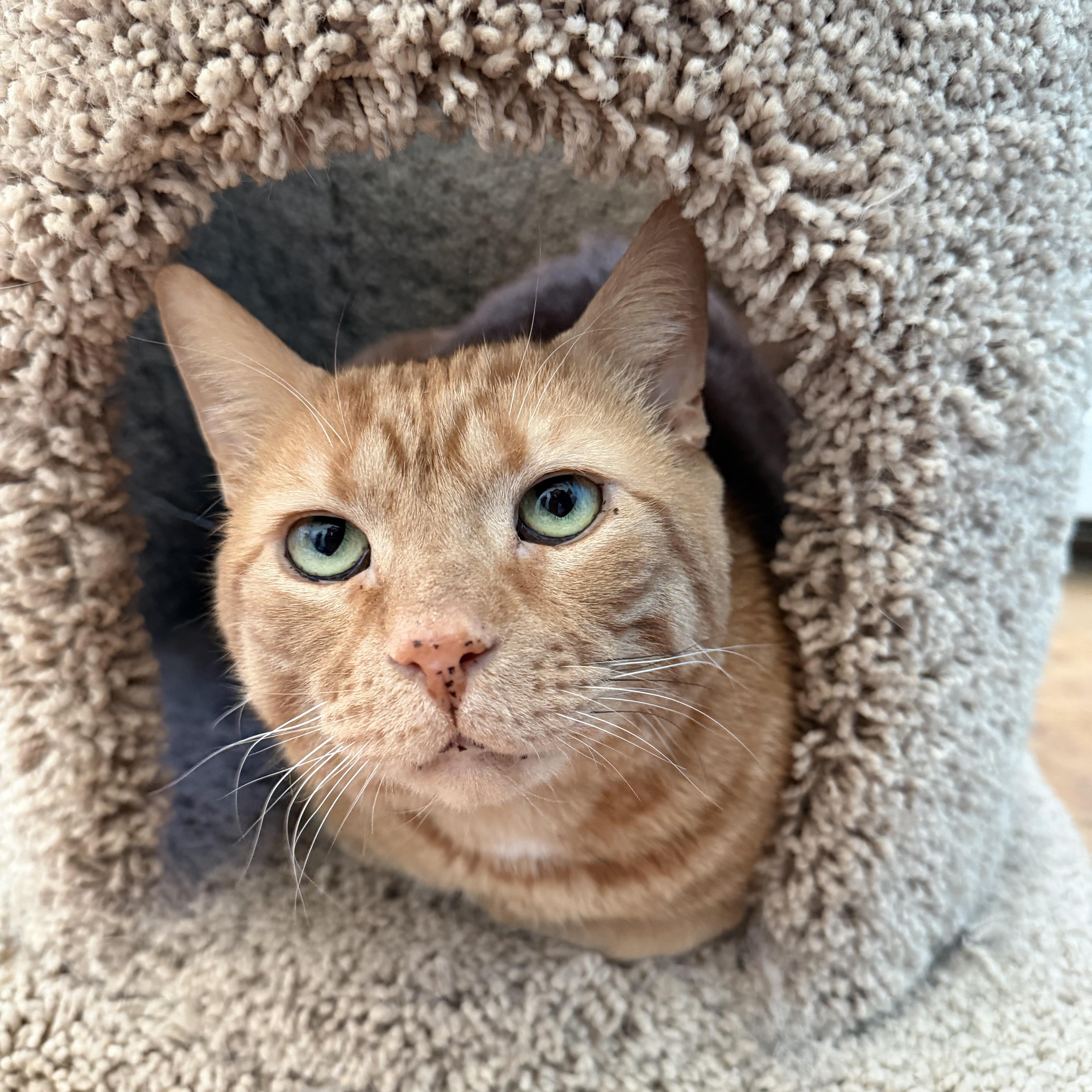 Enlarge Archie, an adopted Domestic Short Hair in LAKE HOPATCONG, NJ image 1/1