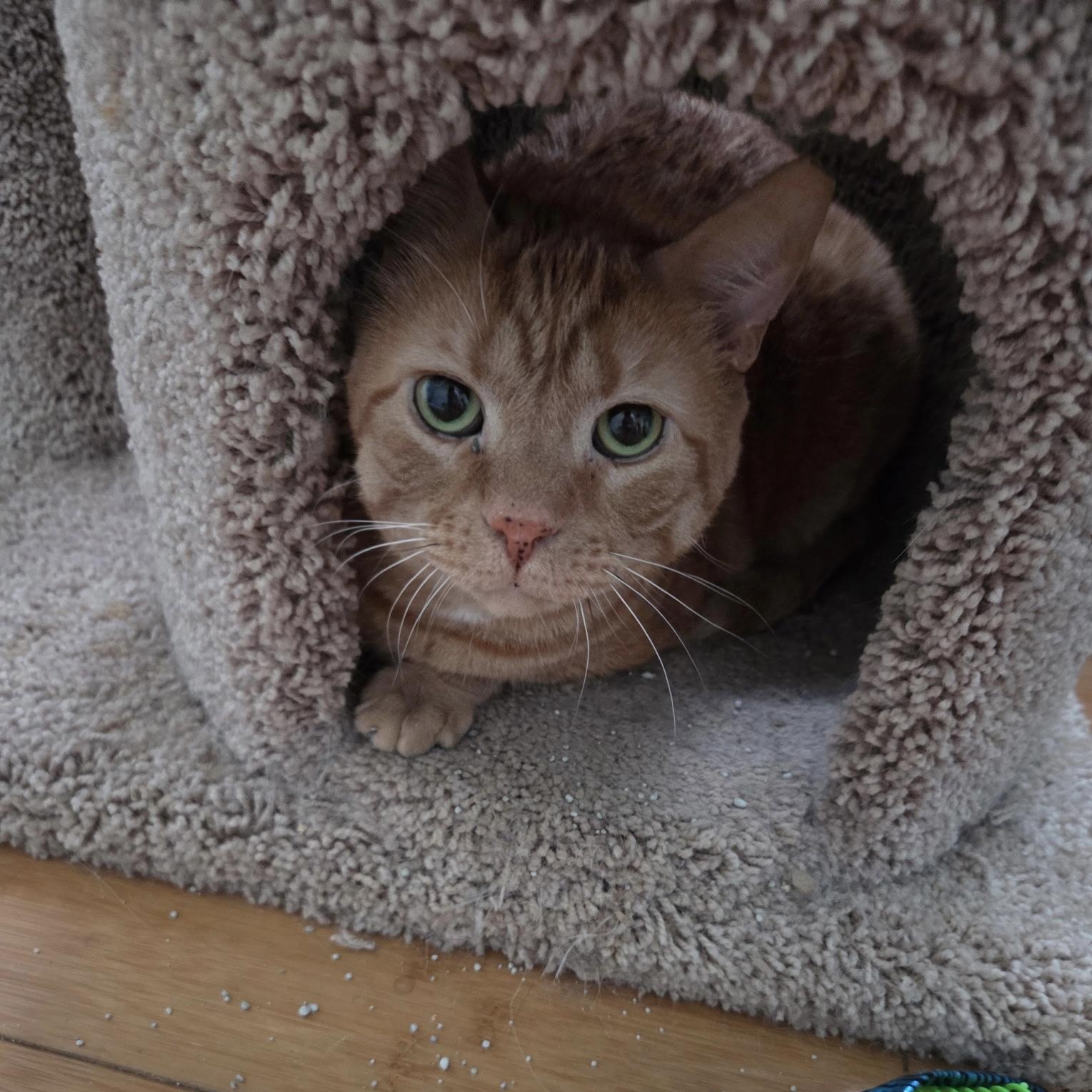 Enlarge Archie, a ADOPTABLE Domestic Short Hair in LAKE HOPATCONG, NJ image 1/1