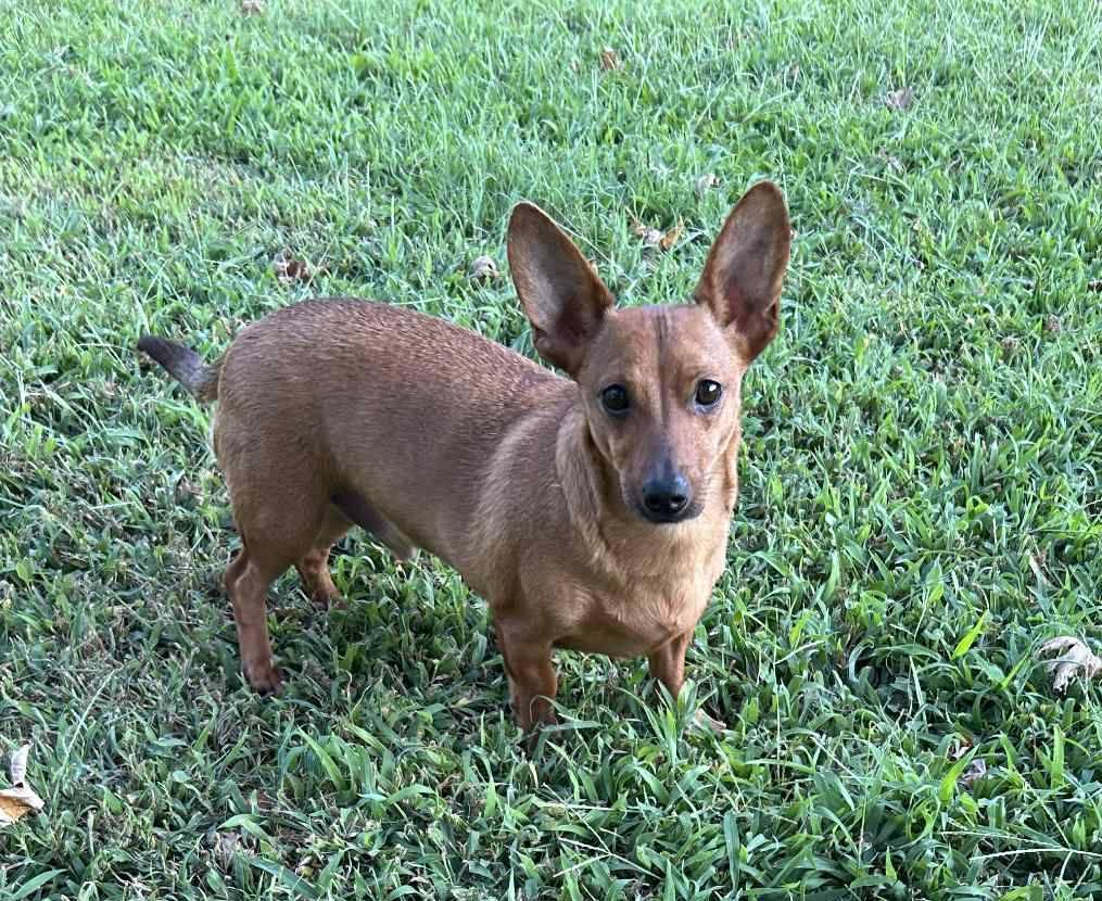Enlarge Coco and Casey Siblings, a ADOPTABLE Chiweenie in Middletown, NJ image 2/5