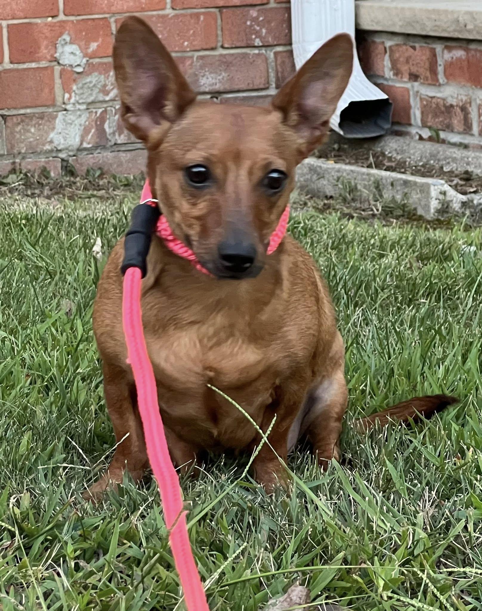 Coco and Casey Siblings, ADOPTABLE, Young Male Chiweenie.