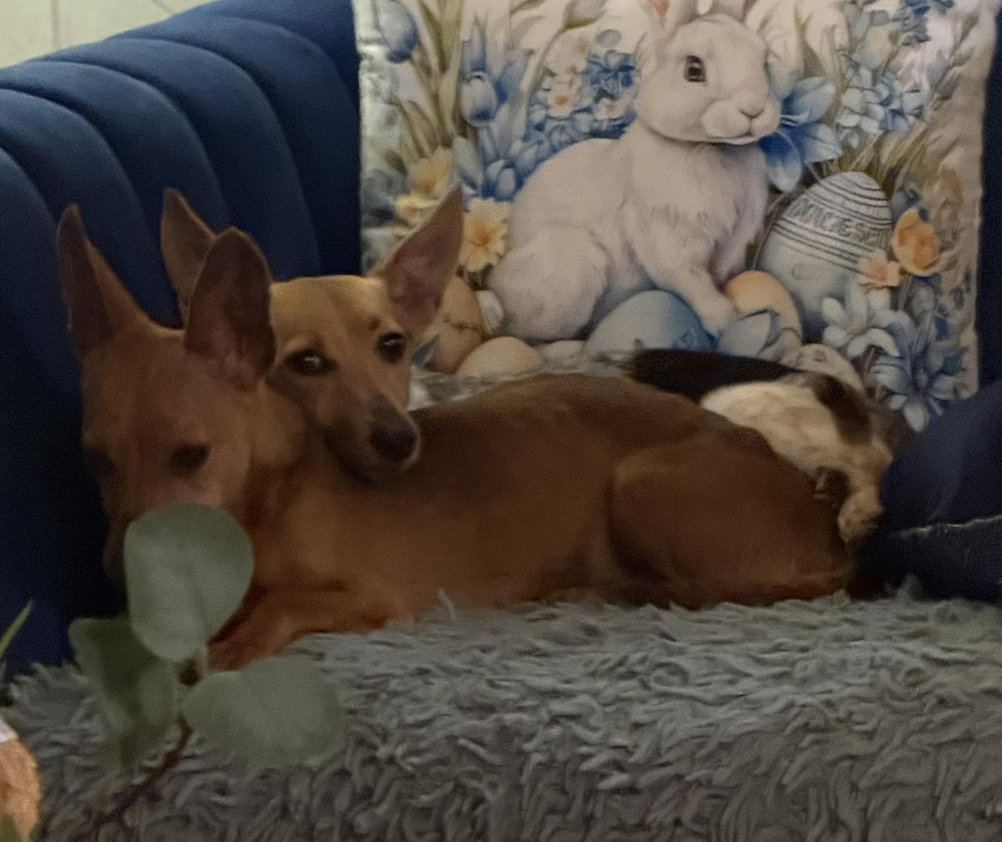 Enlarge Coco and Casey Siblings, a ADOPTABLE Chiweenie in Middletown, NJ image 4/5
