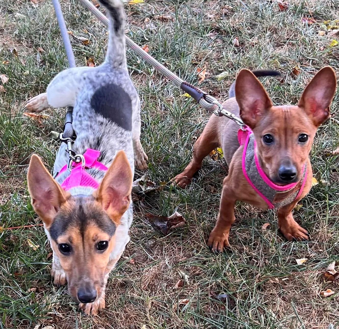 Enlarge Coco and Casey Siblings, a ADOPTABLE Chiweenie in Middletown, NJ image 3/5