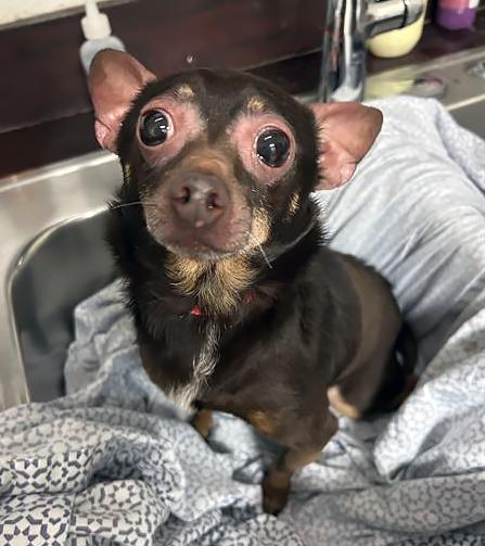 Dobby, adopted, Adult Male Mixed Breed.