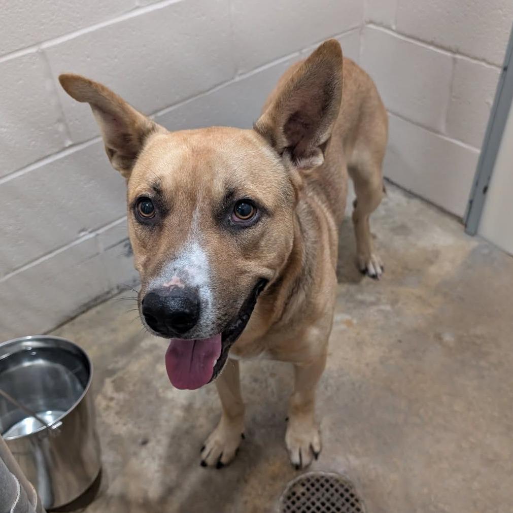 Enlarge Dunkin, a Adoptable Mixed Breed in Smithville, TN image 1/4