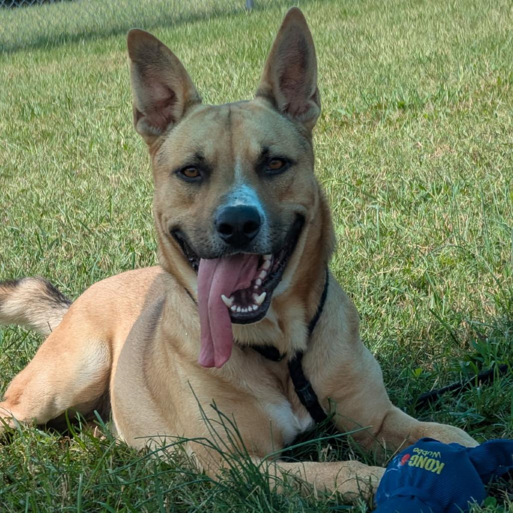 Dunkin, Adoptable, Adult Male Mixed Breed.