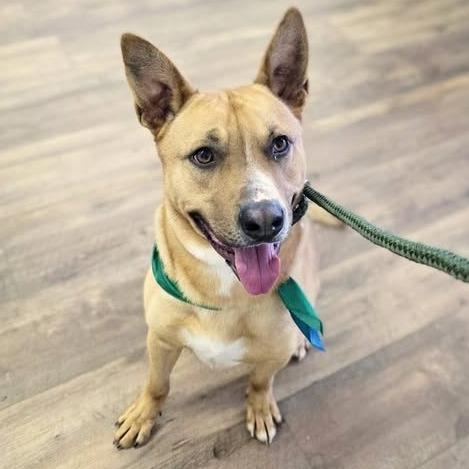 Enlarge Dunkin, a Adoptable Mixed Breed in Smithville, TN image 3/4