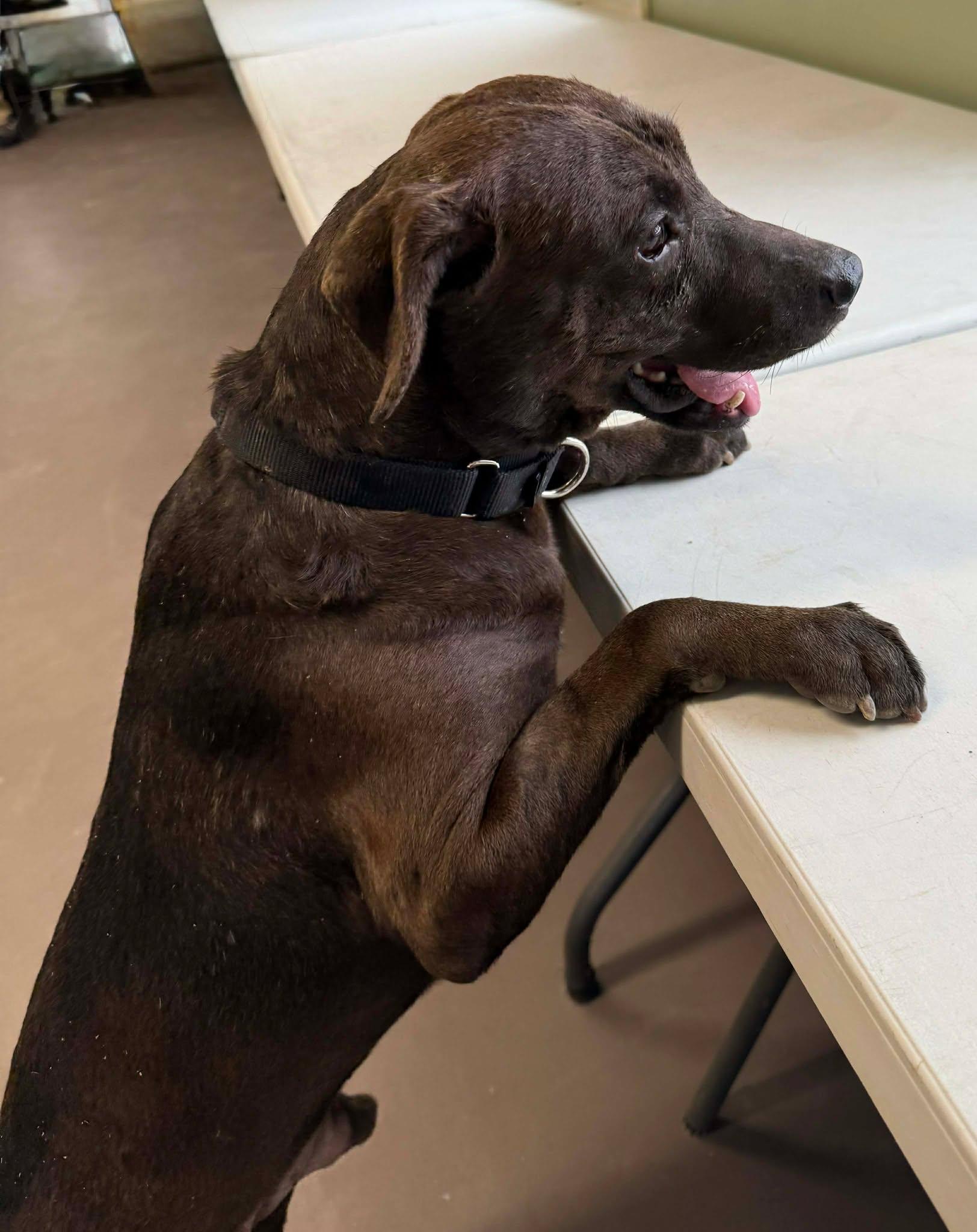 Dean, a ADOPTABLE mixed breed in Springfield, VT image 2/3