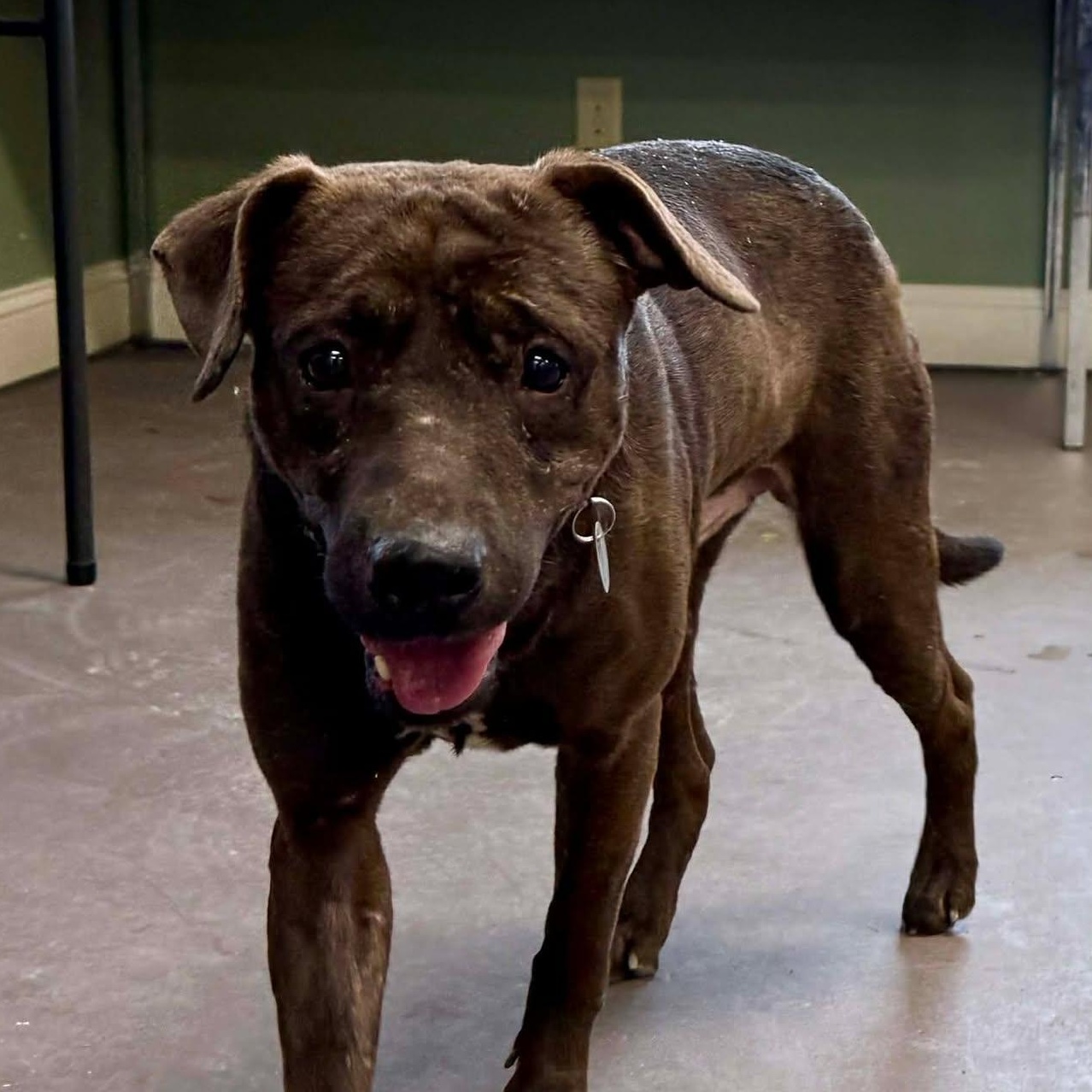Dean, a ADOPTABLE mixed breed in Springfield, VT image 1/3