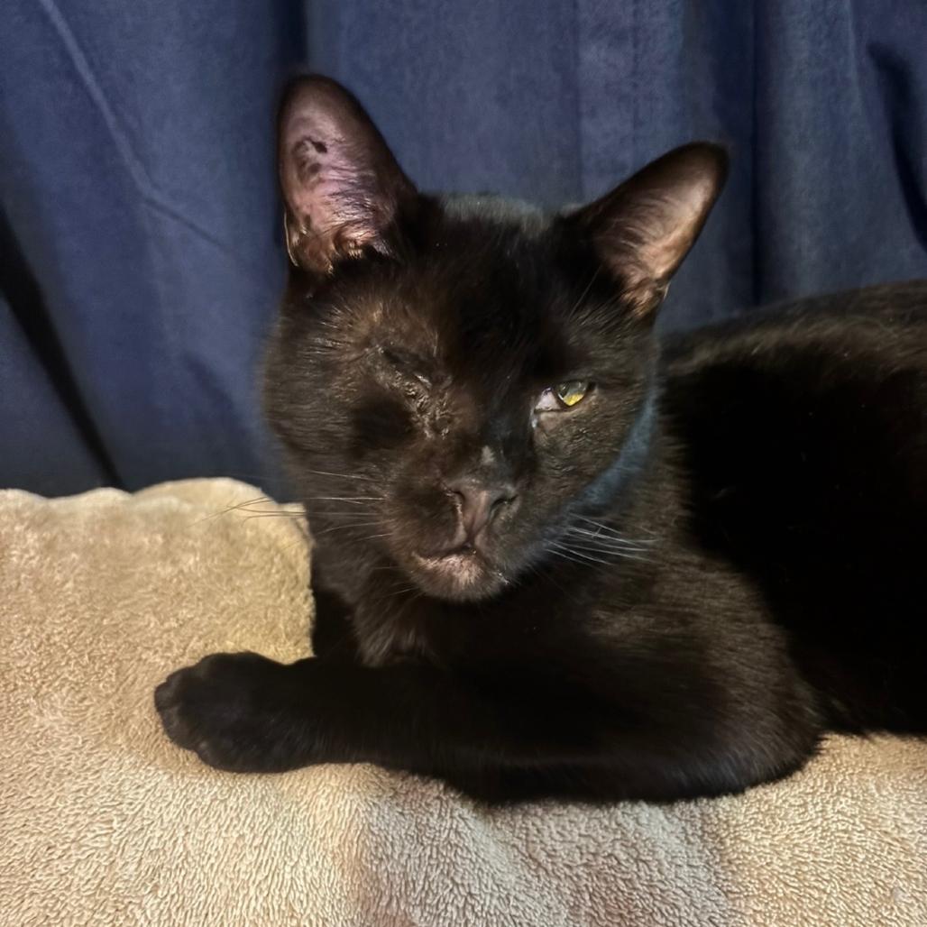 Enlarge Cyclopes, a Adoptable Domestic Short Hair in Granby, MO image 1/1