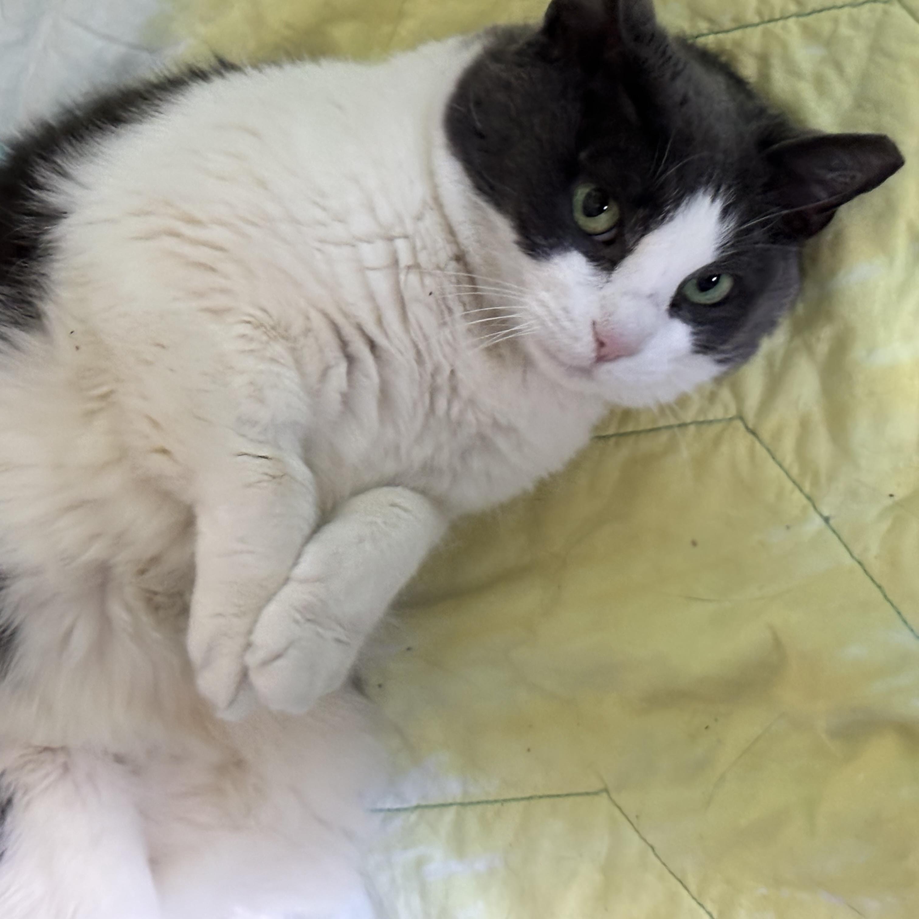 Jade / Tina (ID 48152/3936), a Adoptable Domestic Short Hair in Manassas, VA image 3/6