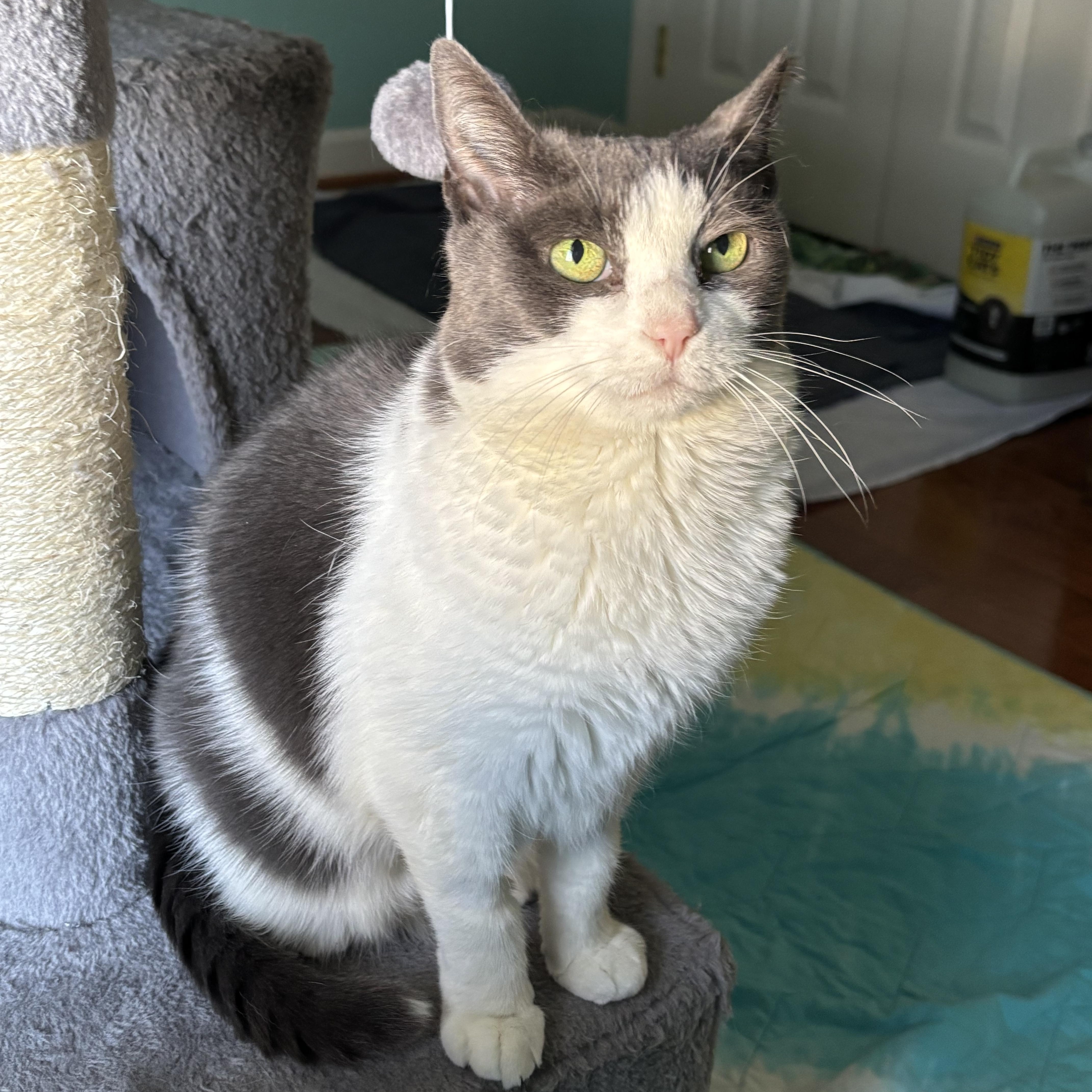 Jade / Tina (ID 48152/3936), a Adoptable Domestic Short Hair in Manassas, VA image 5/6