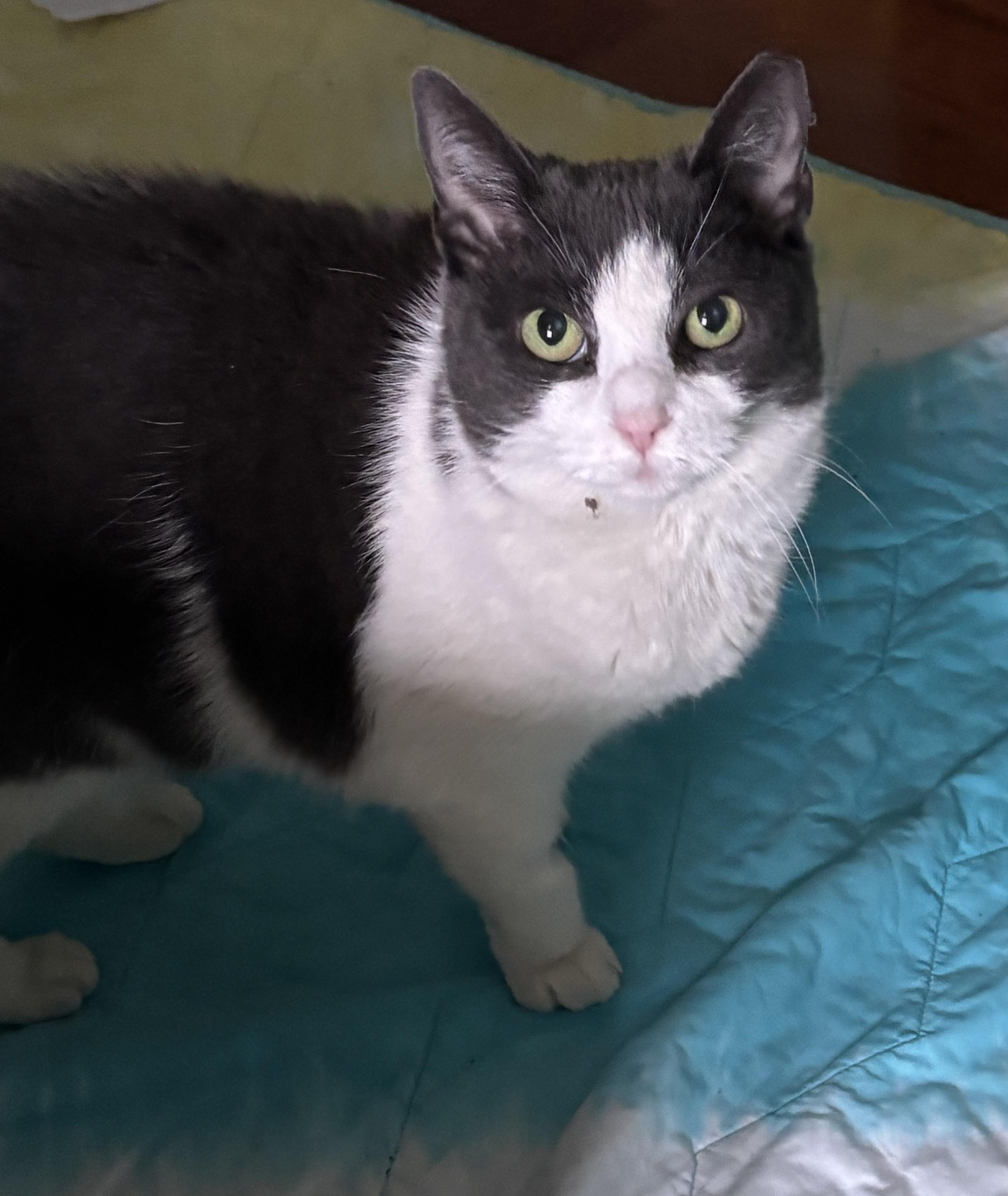 Jade / Tina (ID 48152/3936), a Adoptable Domestic Short Hair in Manassas, VA image 6/6