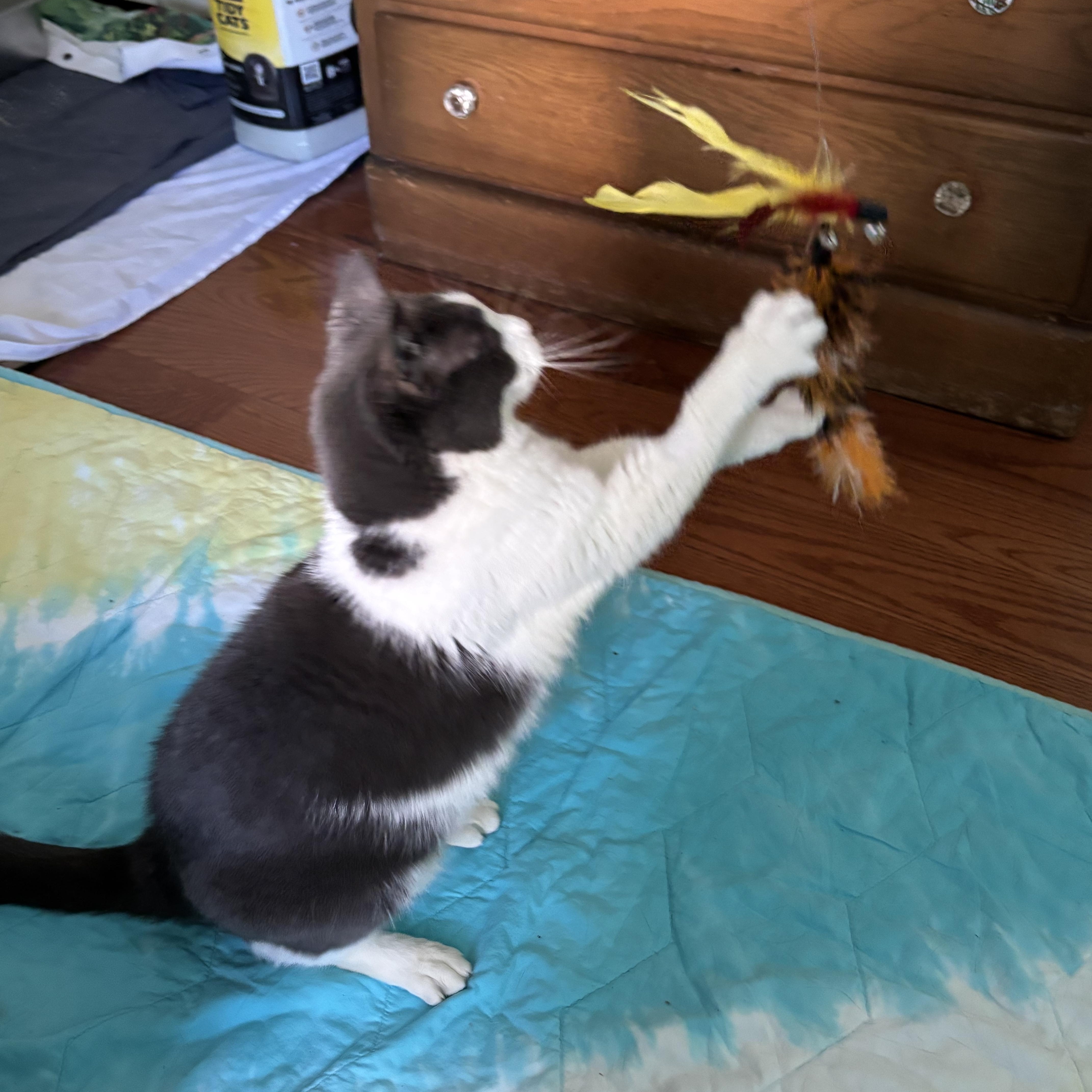 Jade / Tina (ID 48152/3936), a Adoptable Domestic Short Hair in Manassas, VA image 4/6