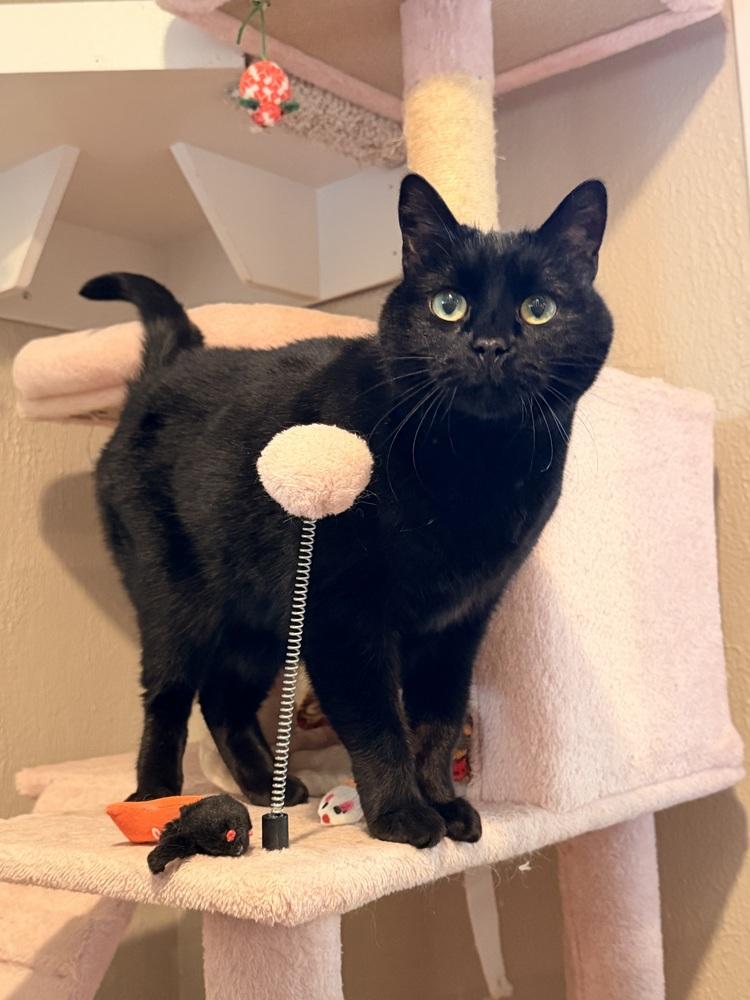 Blackie — thumbnail 2