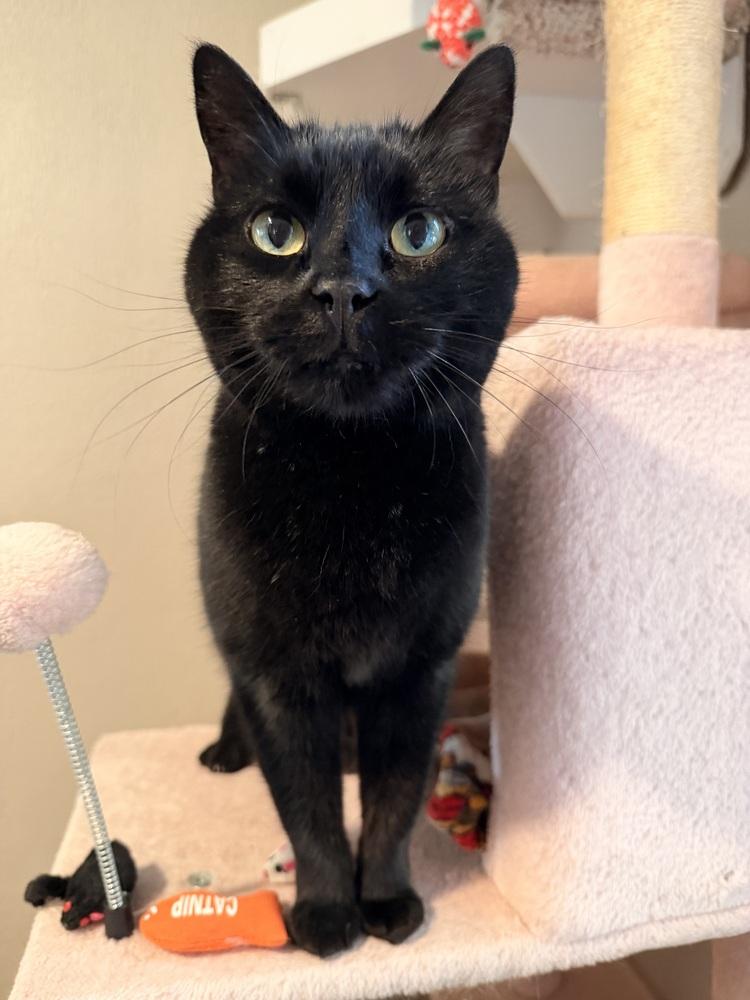 Blackie — thumbnail 3