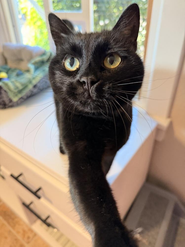 Blackie — thumbnail 4