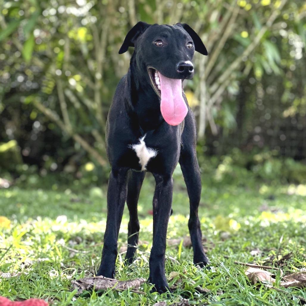 Wednesday, a Adoptable Mixed Breed in Keaau, HI image 1/6