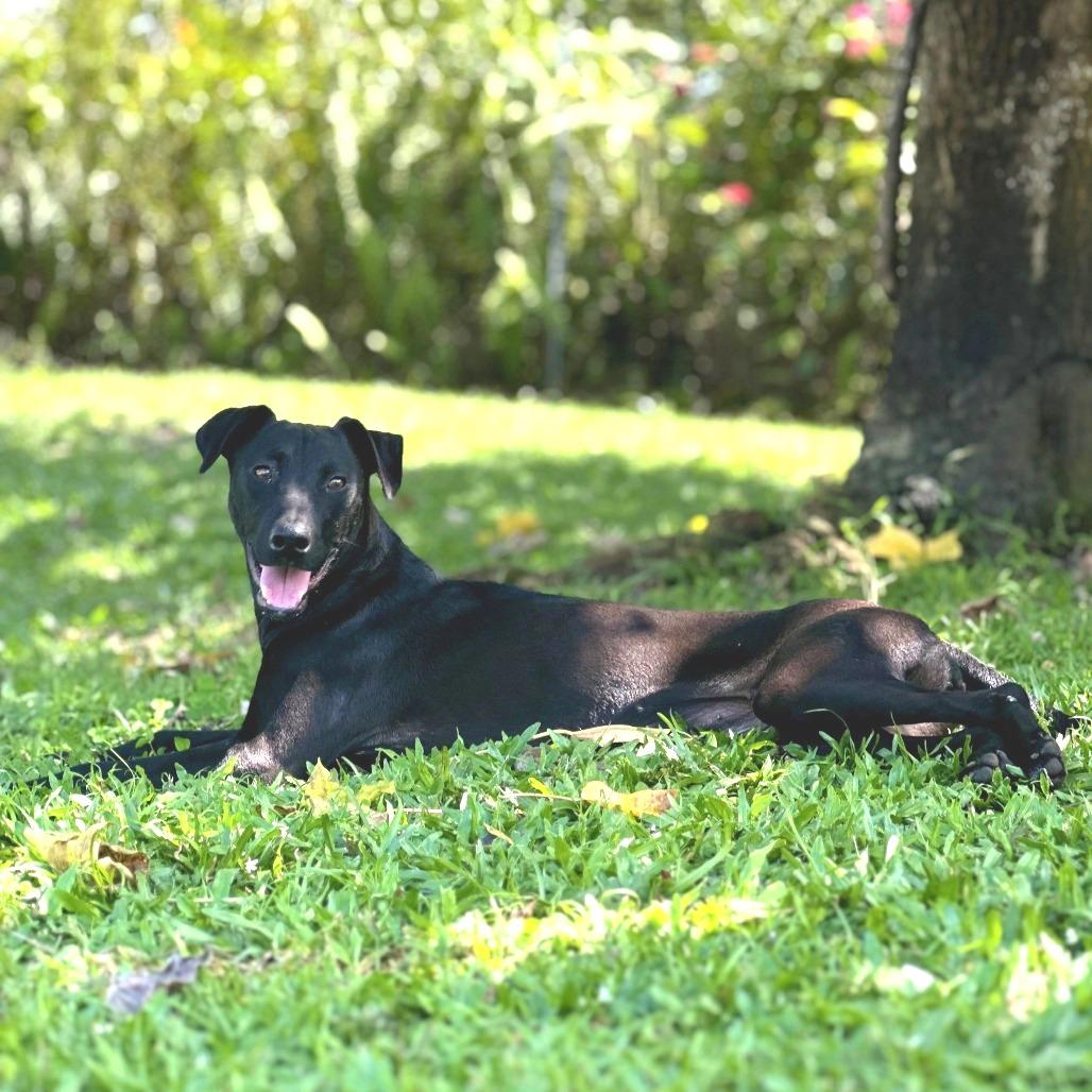 Wednesday, a Adoptable Mixed Breed in Keaau, HI image 2/6
