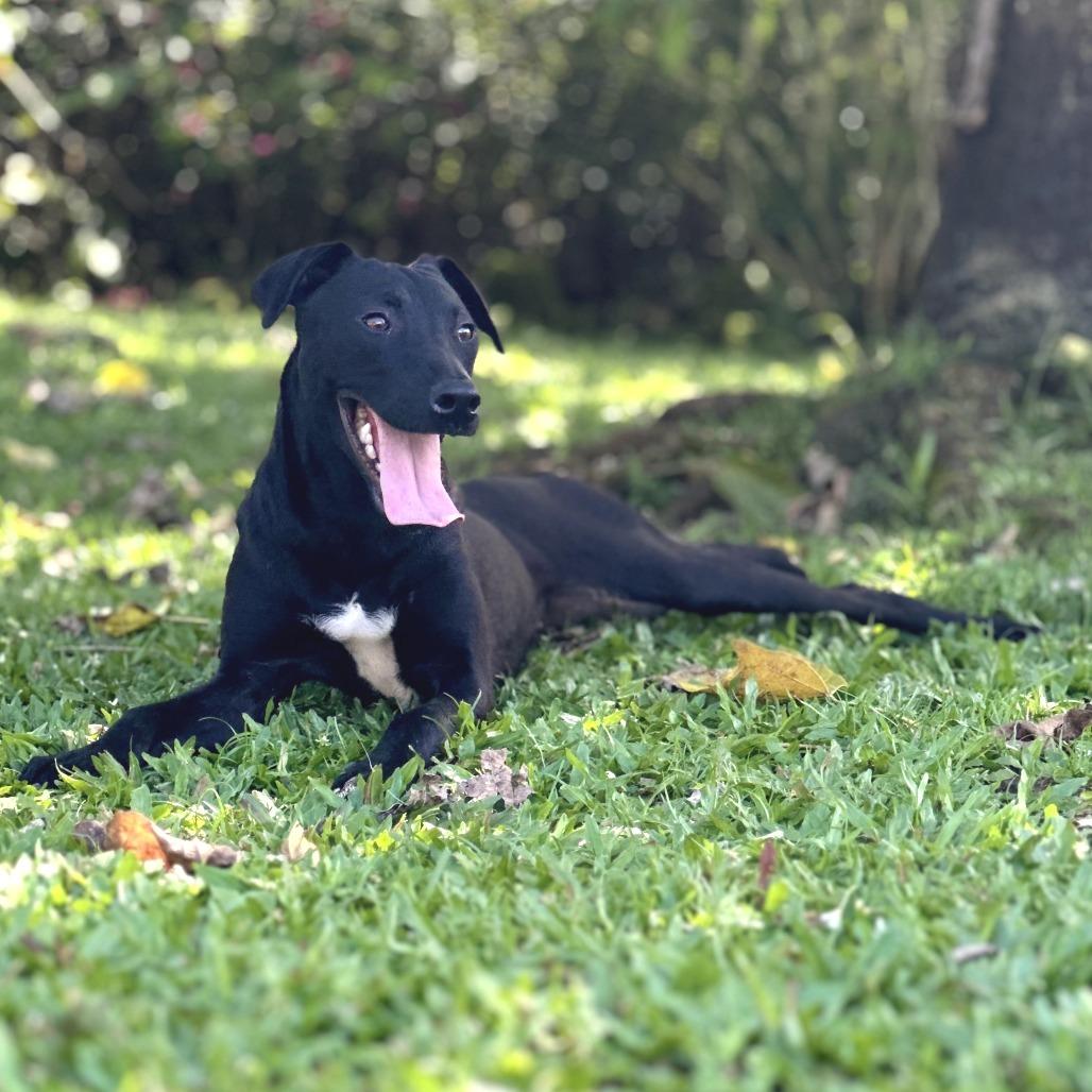 Wednesday, a Adoptable Mixed Breed in Keaau, HI image 3/6