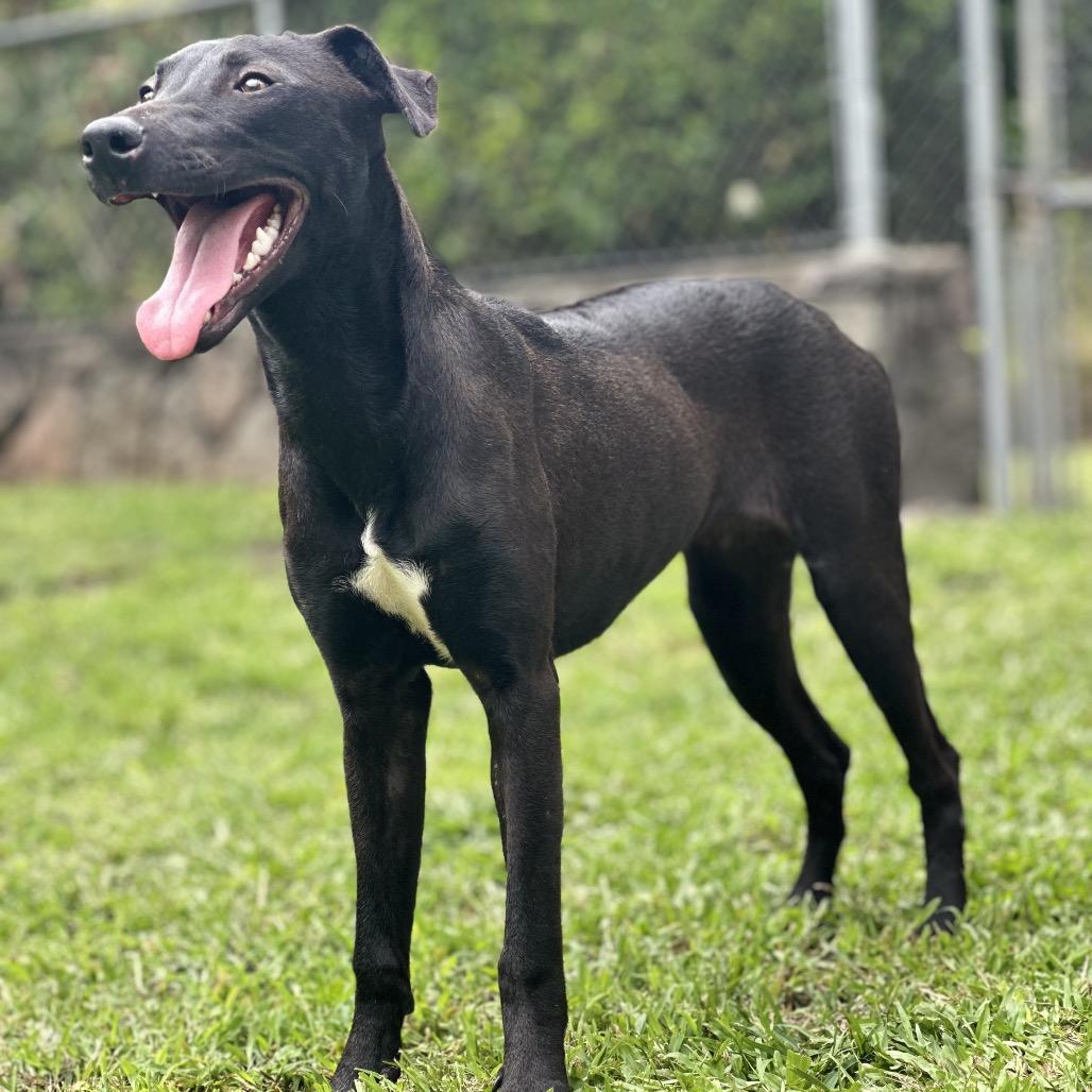 Enlarge Wednesday, a Adoptable Mixed Breed in Keaau, HI image 1/1