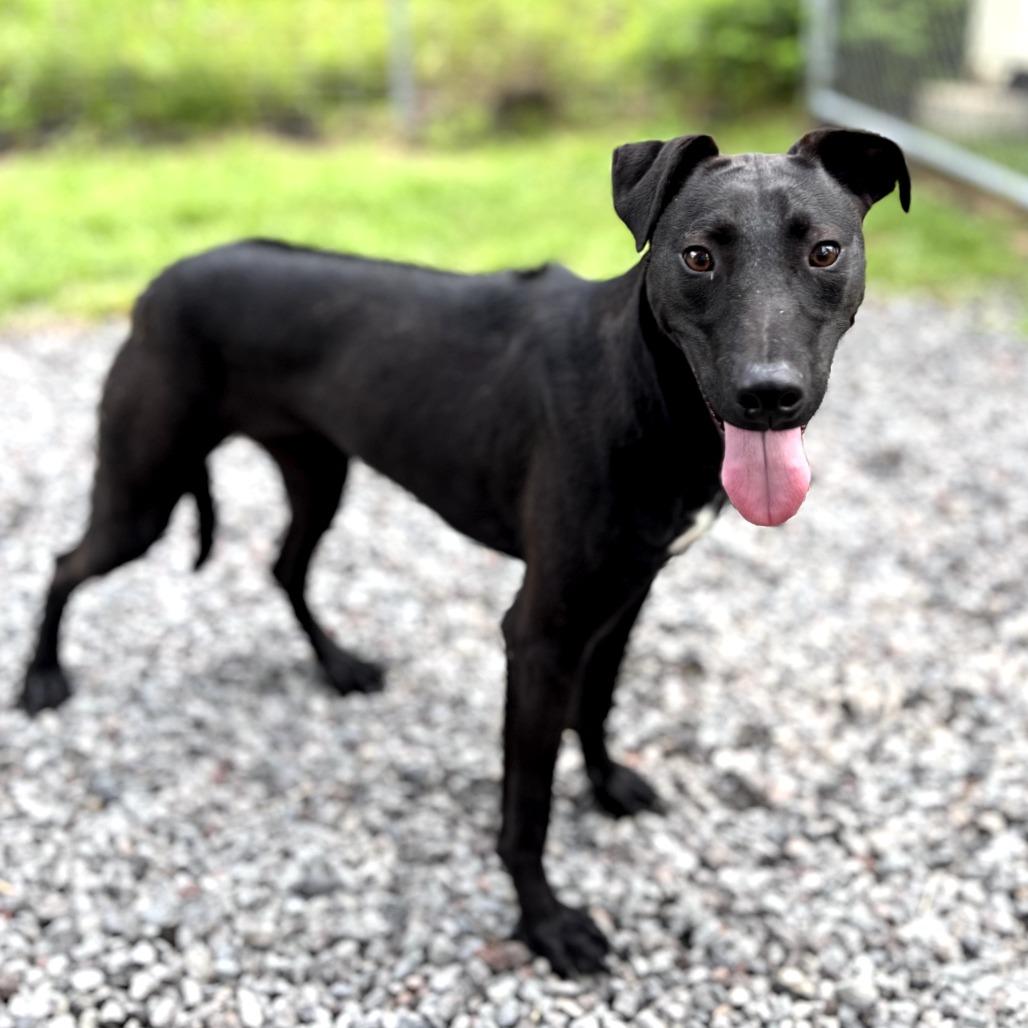 Wednesday, a Adoptable Mixed Breed in Keaau, HI image 5/6