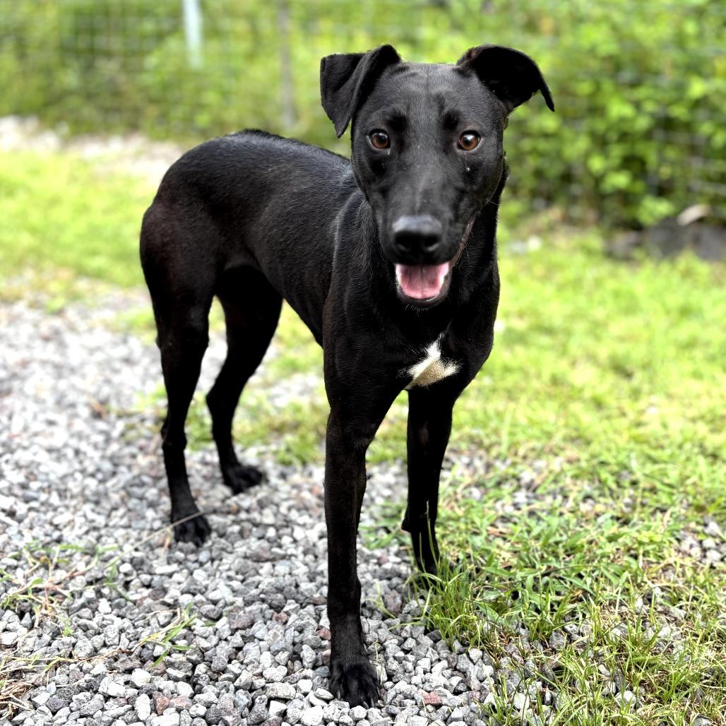 Wednesday, a Adoptable Mixed Breed in Keaau, HI image 6/6
