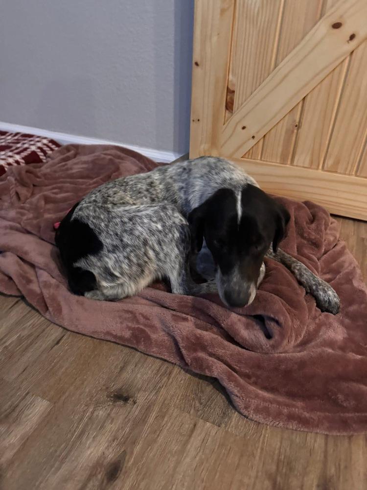 Brianna, a Adoptable mixed breed in Colorado Springs, CO image 1/5