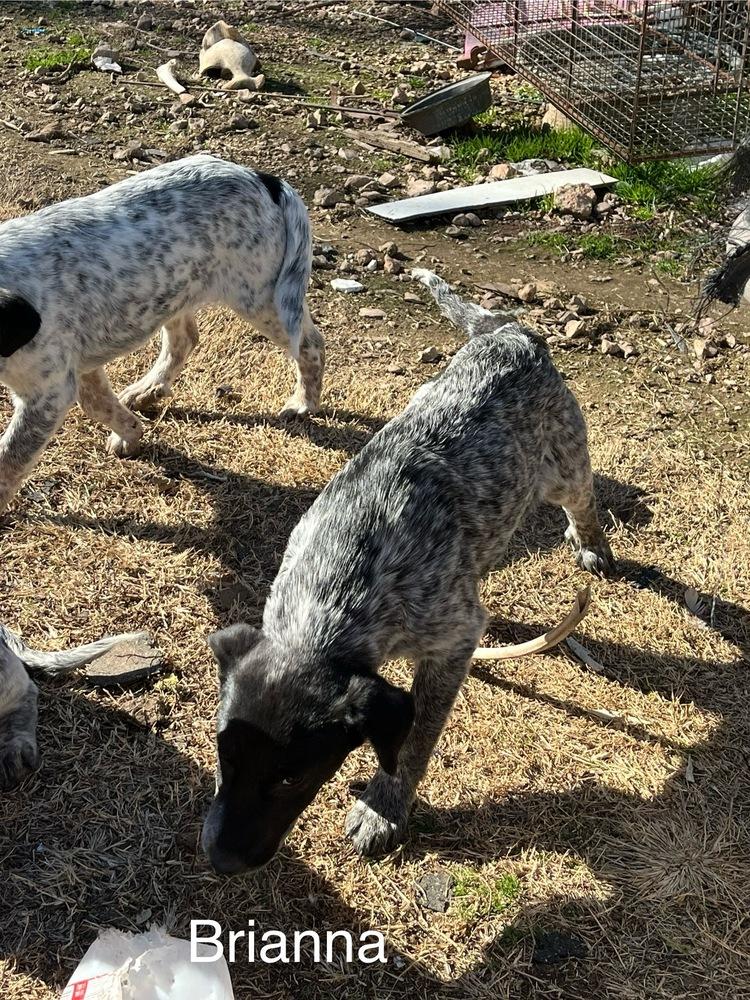 Brianna, a Adoptable mixed breed in Colorado Springs, CO image 2/5