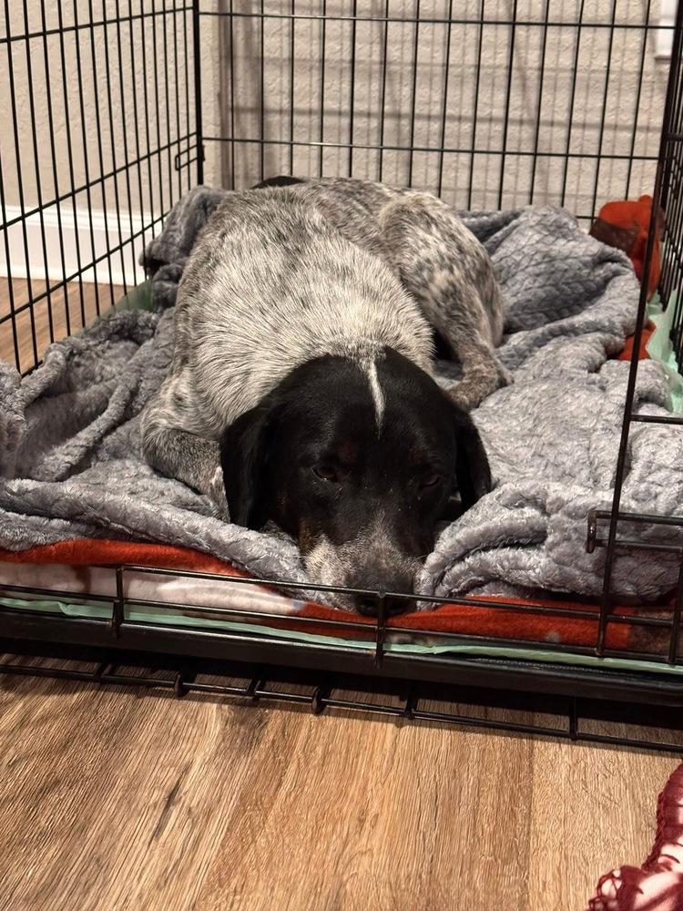 Brianna, a Adoptable mixed breed in Colorado Springs, CO image 3/5