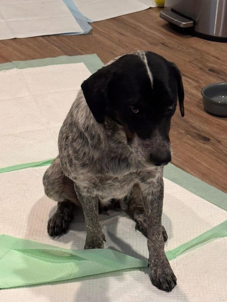 Brianna, a Adoptable mixed breed in Colorado Springs, CO image 4/5