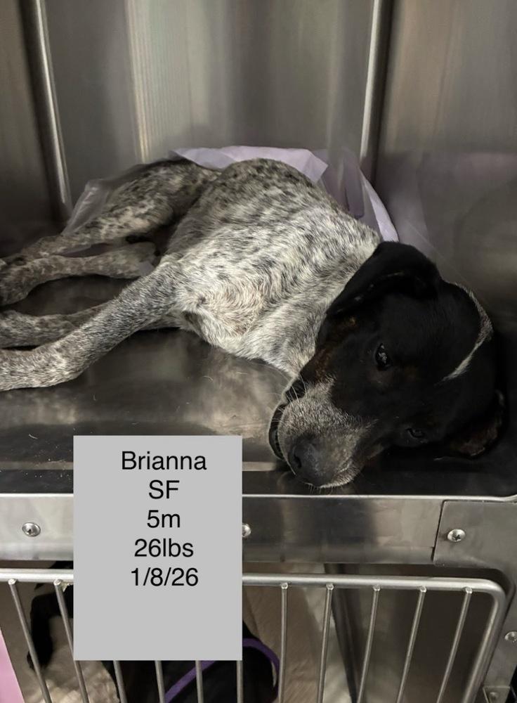 Brianna, a Adoptable mixed breed in Colorado Springs, CO image 5/5