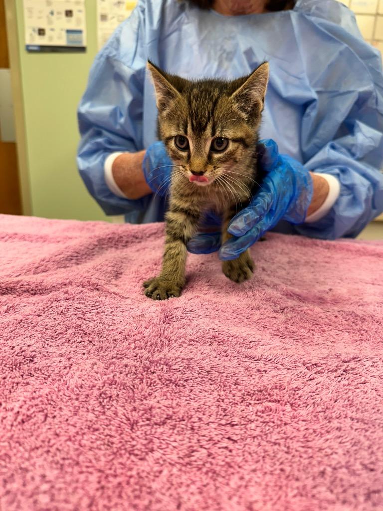 Demogorgon, Adoptable, Kitten Male Domestic Short Hair.