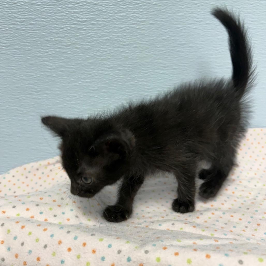 Bellatrix, a ADOPTABLE Domestic Long Hair in Crookston, MN image 2/3