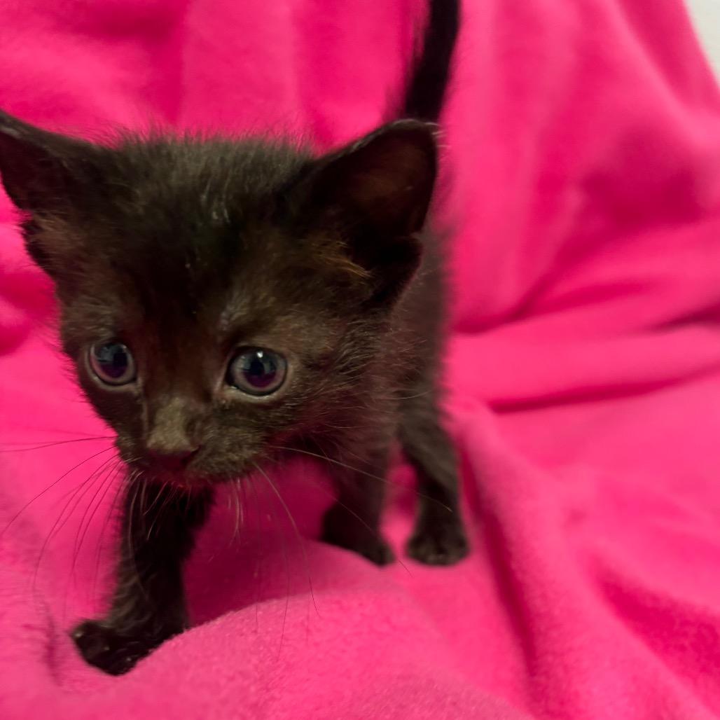 Bellatrix, a ADOPTABLE Domestic Long Hair in Crookston, MN image 3/3