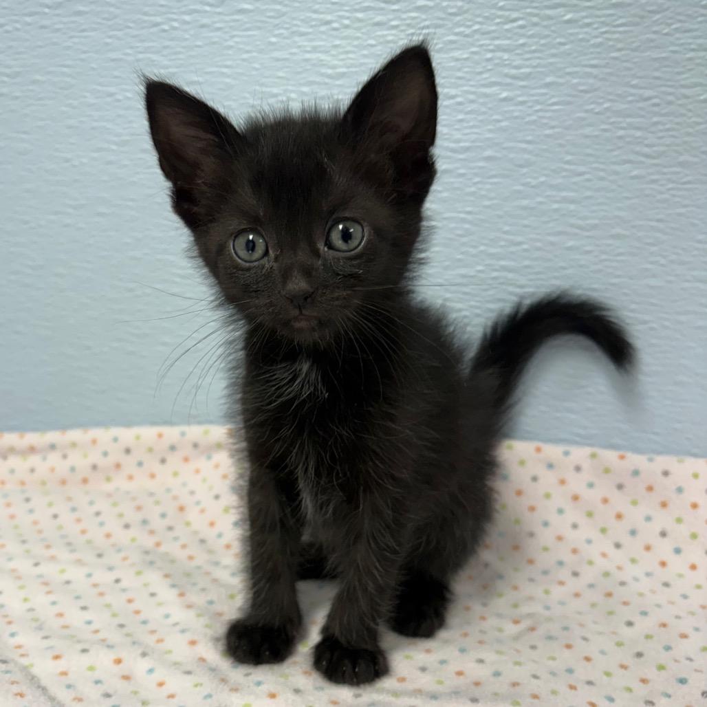 Bellatrix, a ADOPTABLE Domestic Long Hair in Crookston, MN image 1/3