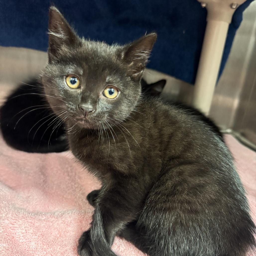 Franklin, Adoptable, Kitten Female American Shorthair.