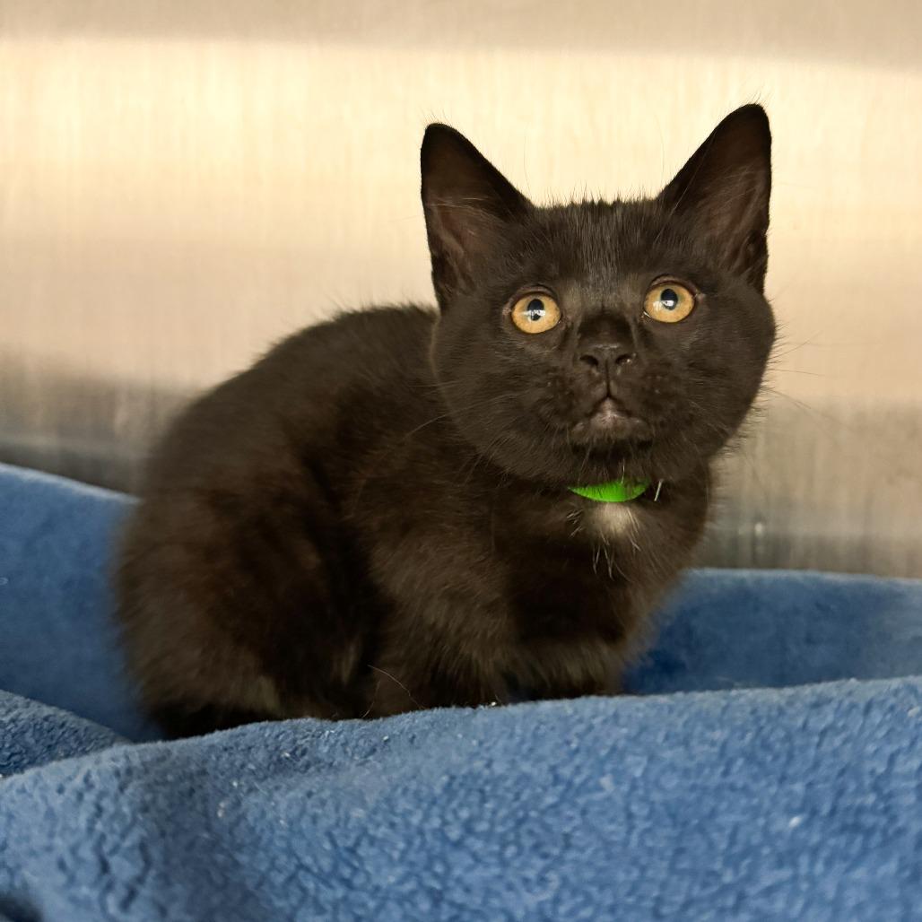 Enlarge Franklin, a Adoptable American Shorthair in Fort Wayne, IN image 2/3
