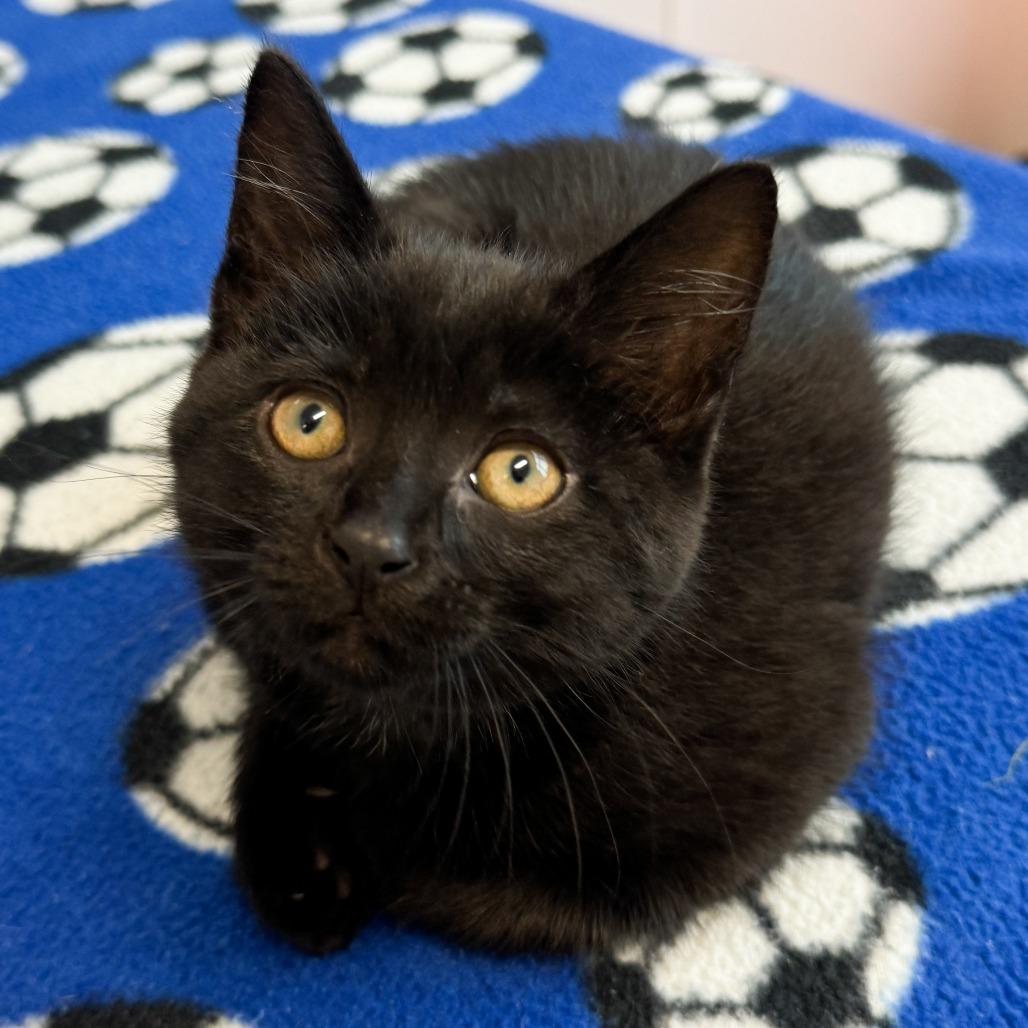 Enlarge Franklin, a Adoptable American Shorthair in Fort Wayne, IN image 3/3