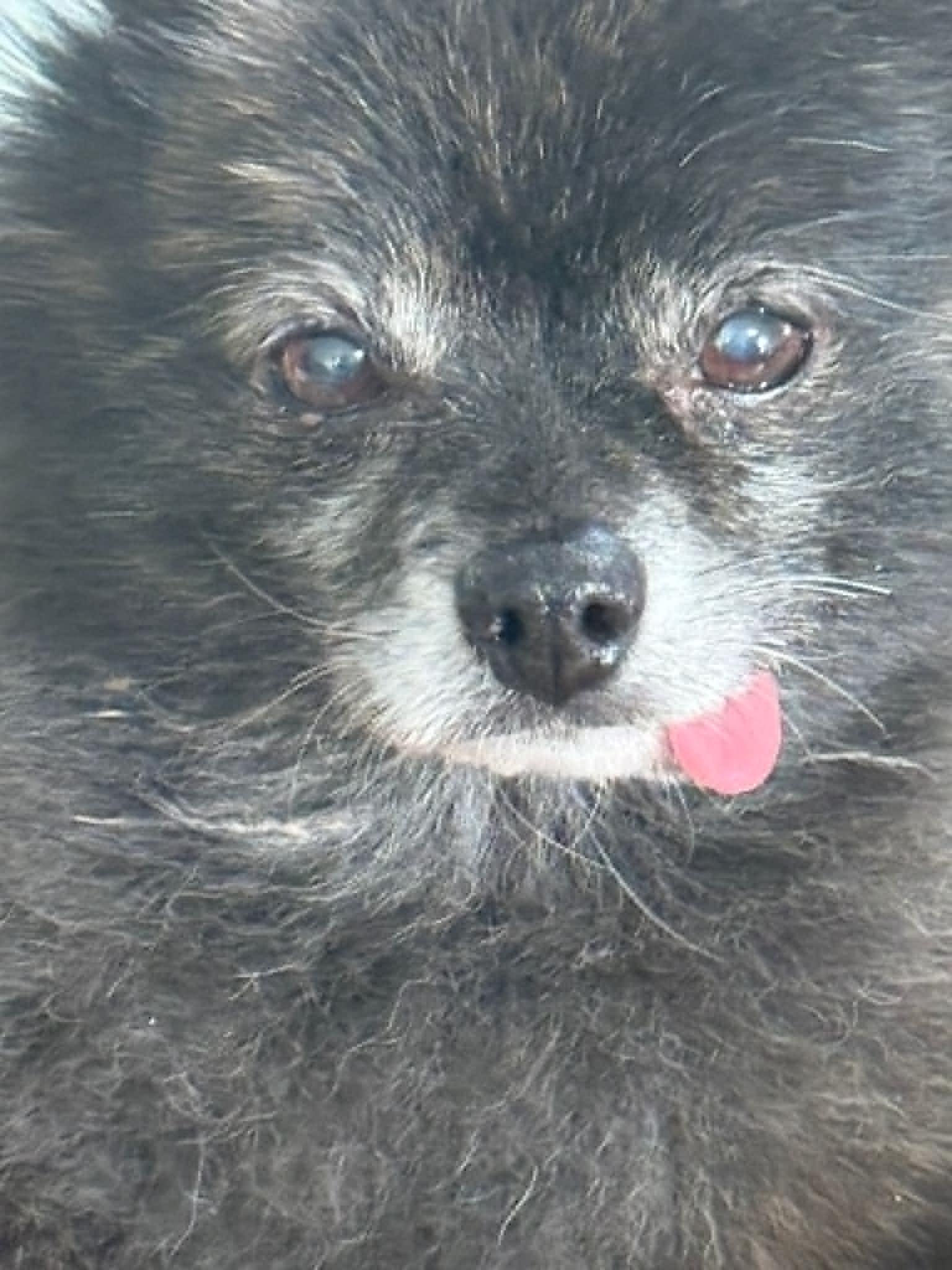 Enlarge Torey, a ADOPTABLE Pomeranian in Calgary, AB image 3/3