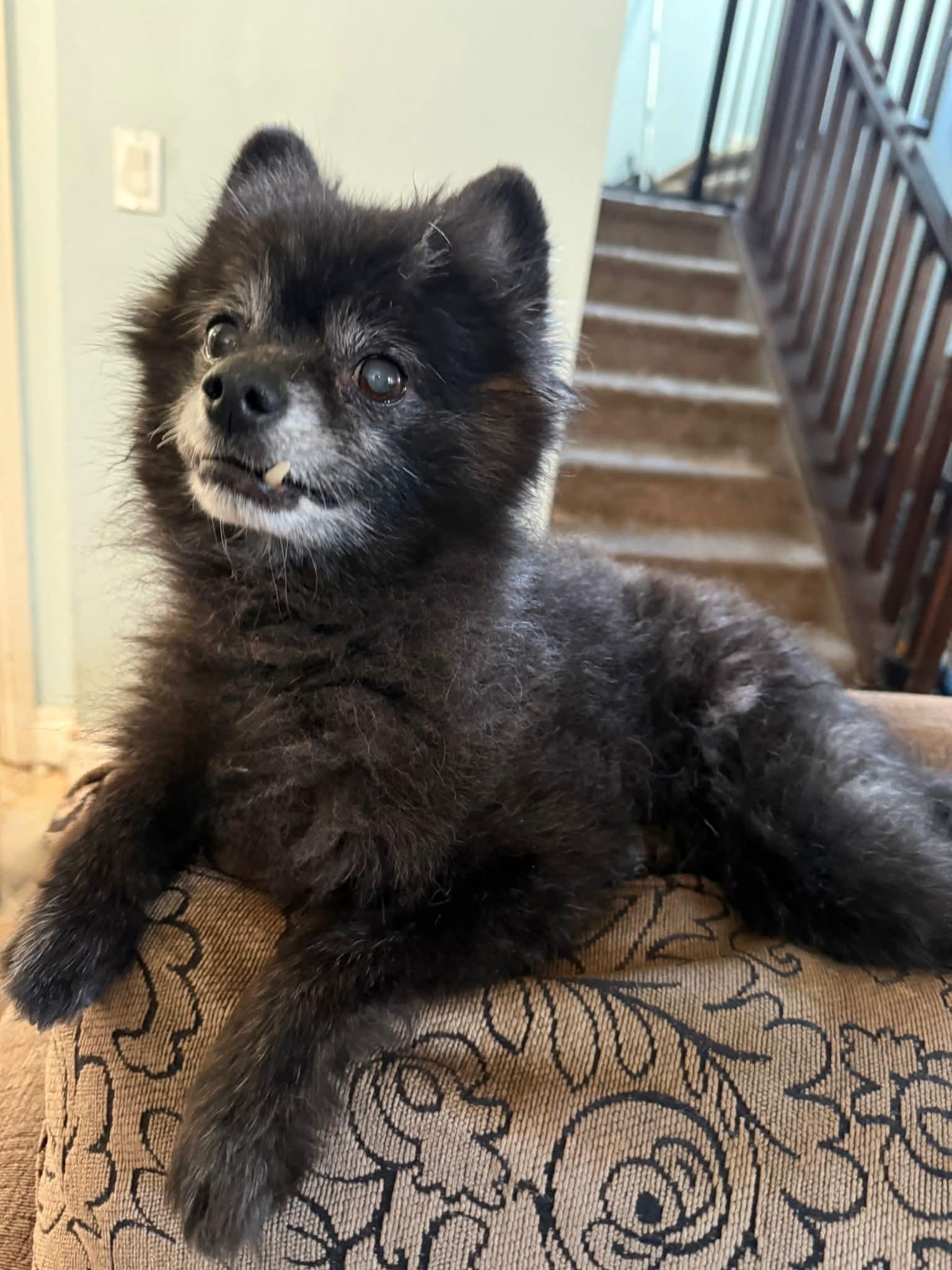 Enlarge Torey, a ADOPTABLE Pomeranian in Calgary, AB image 1/3