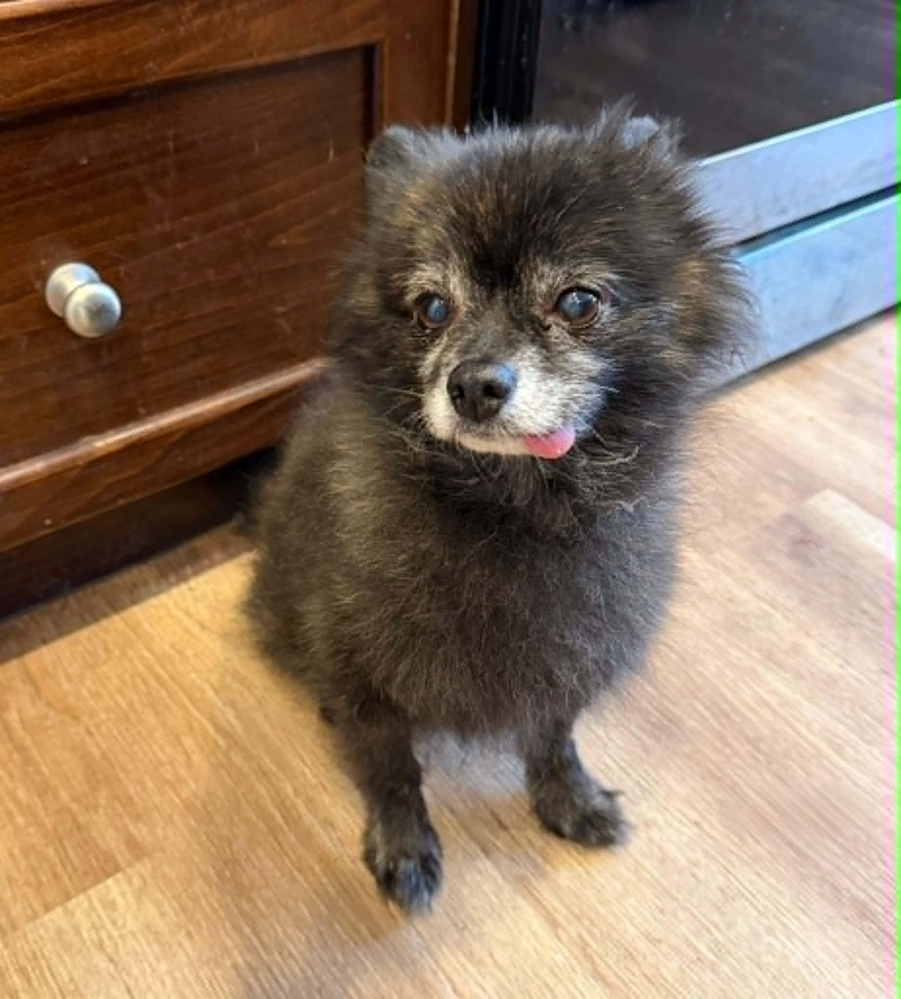 Enlarge Torey, a ADOPTABLE Pomeranian in Calgary, AB image 2/3