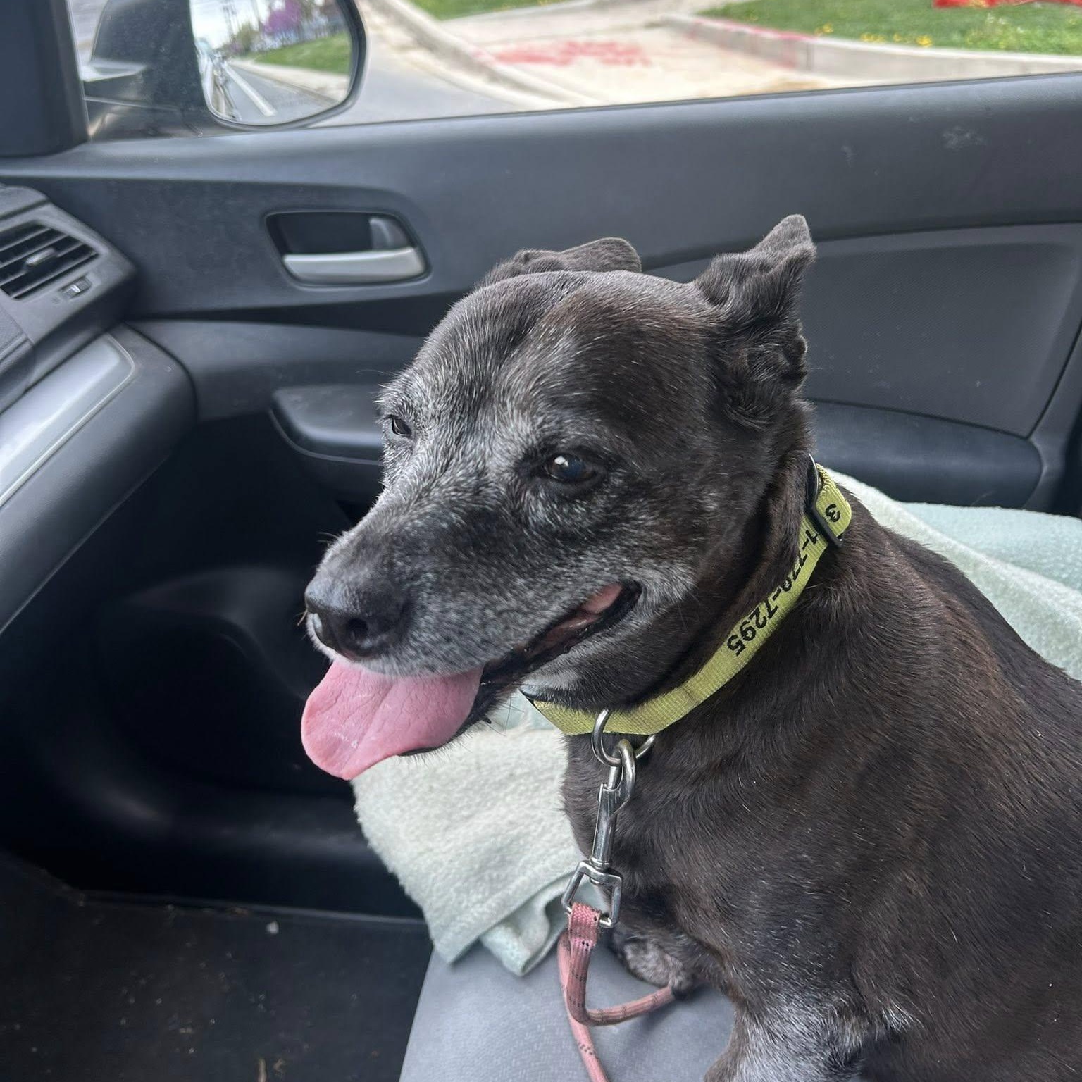 Enlarge Gracie, an adoptable mixed breed in Rockville, MD image 2/6