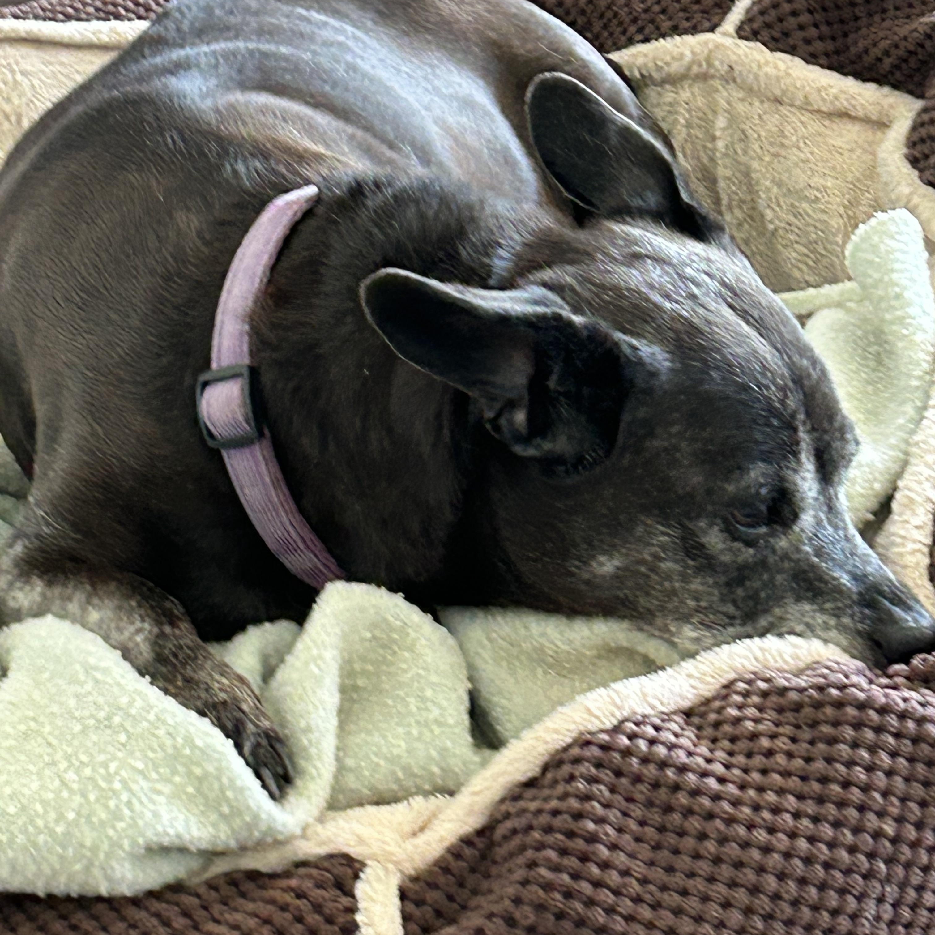 Enlarge Gracie, an adoptable mixed breed in Rockville, MD image 6/6